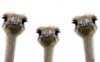 Animals_Birds_Three_ostriches_036826_.jpg