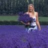 Lavanda